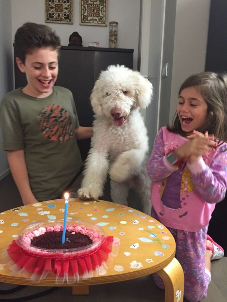 Torta di compleanno per cani con zucca e yogurt - Il carlino a modo mio